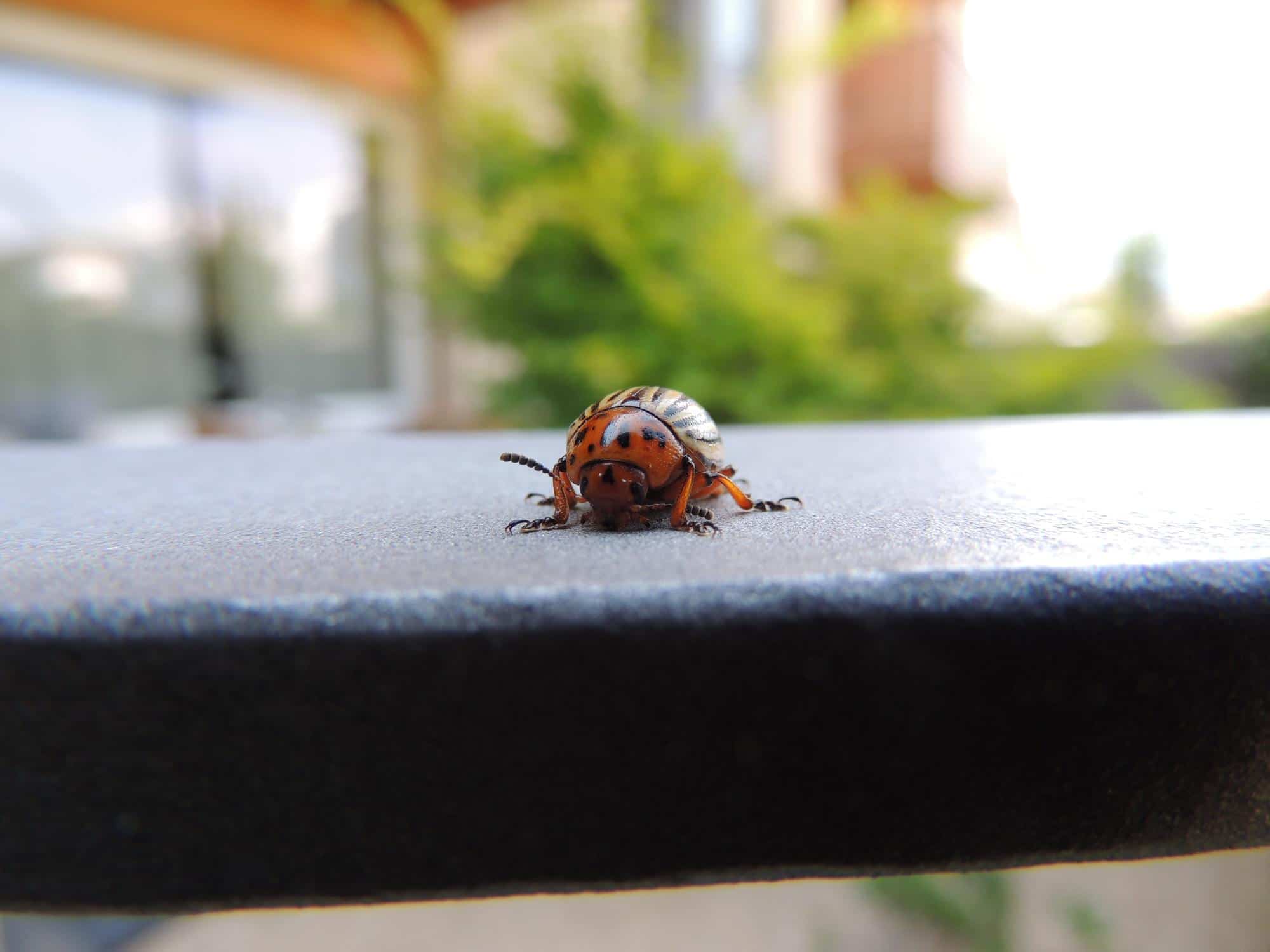 How To Prepare My Home For Pest Control