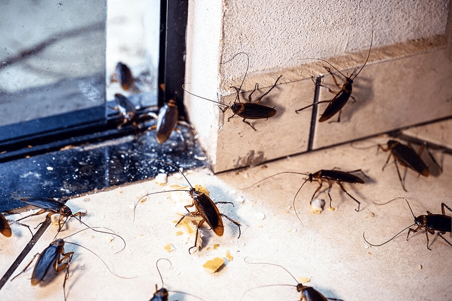 What to Do in January to Avoid Pest Problems All Year