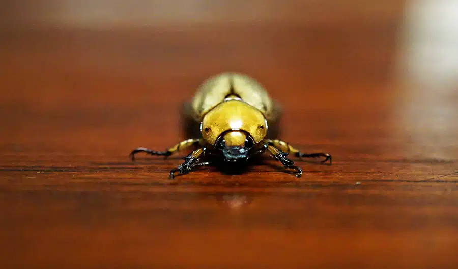 How Do Beetles Get in Your House?