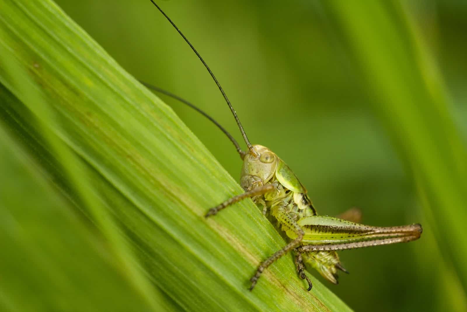 CalPro Pest Control offers complete cricket insect control servces in Sacramento, CA.