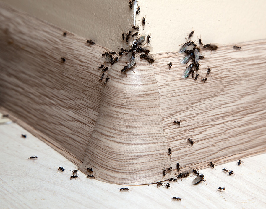 Ants in Northern California: What You Need to Know