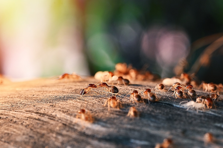 Why Termite Inspections Are Essential for Protecting Your Property