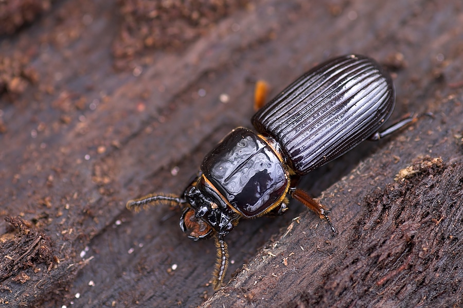 Understanding The Impact of Beetles on Your Home