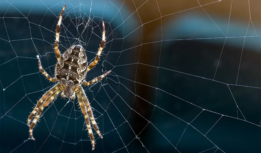 Why Are There So Many Spiders in My House in Sacramento