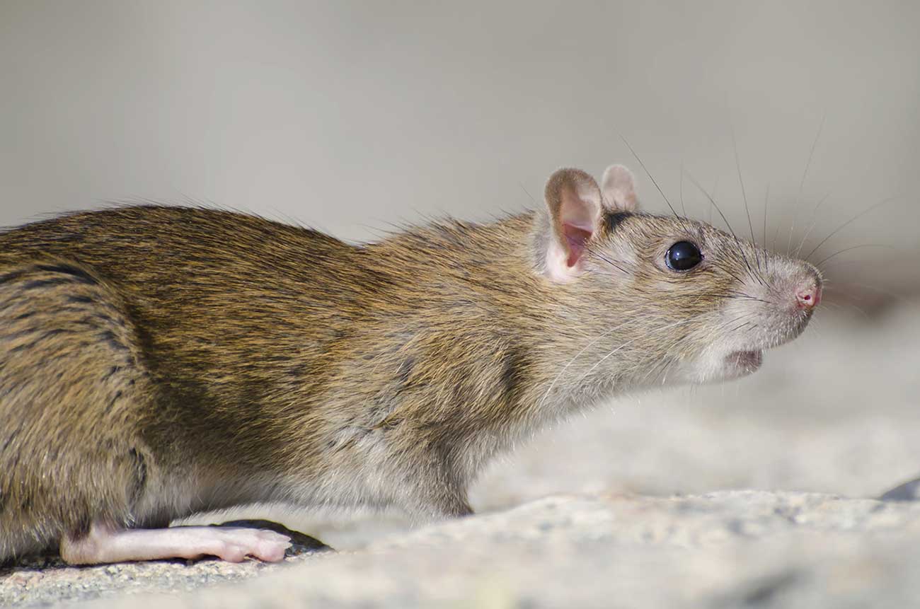 How Much Does Rat Control Cost in Sacramento