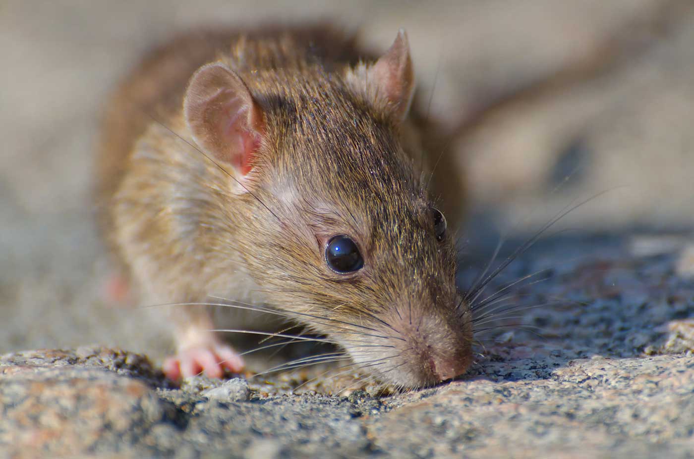 What Attracts Mice to Your Home? Causes, Risks & How to Stop Them