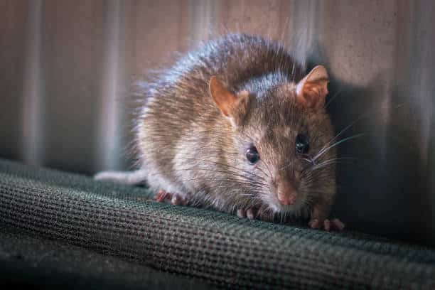 Why Rodents Keep Coming Back to Your Home