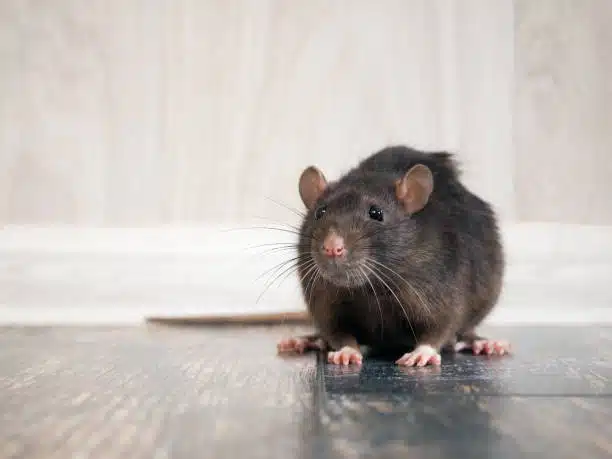 How Do You Know if You Have a Mouse Infestation