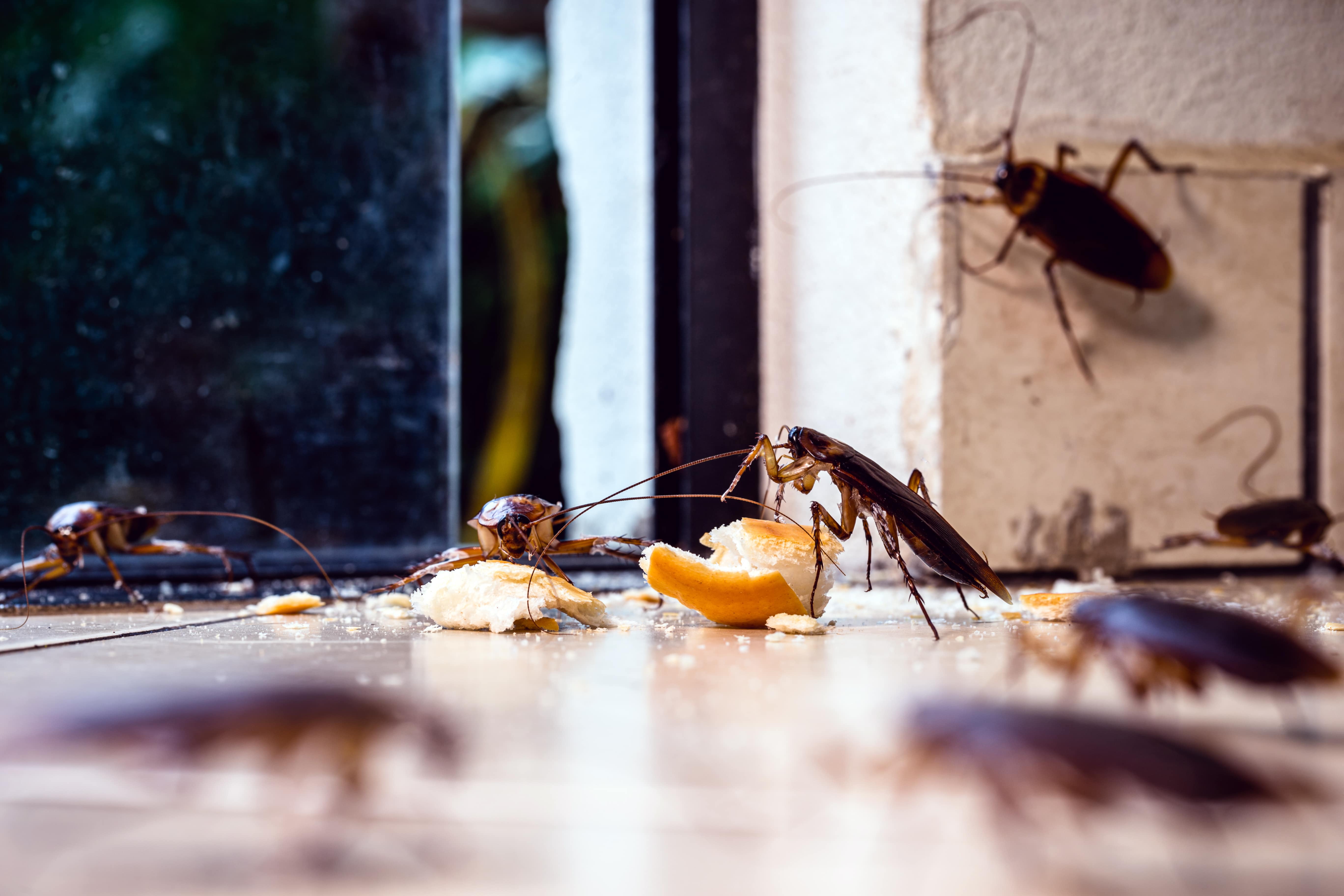 What Attracts Cockroaches to Homes and How to Stop Them