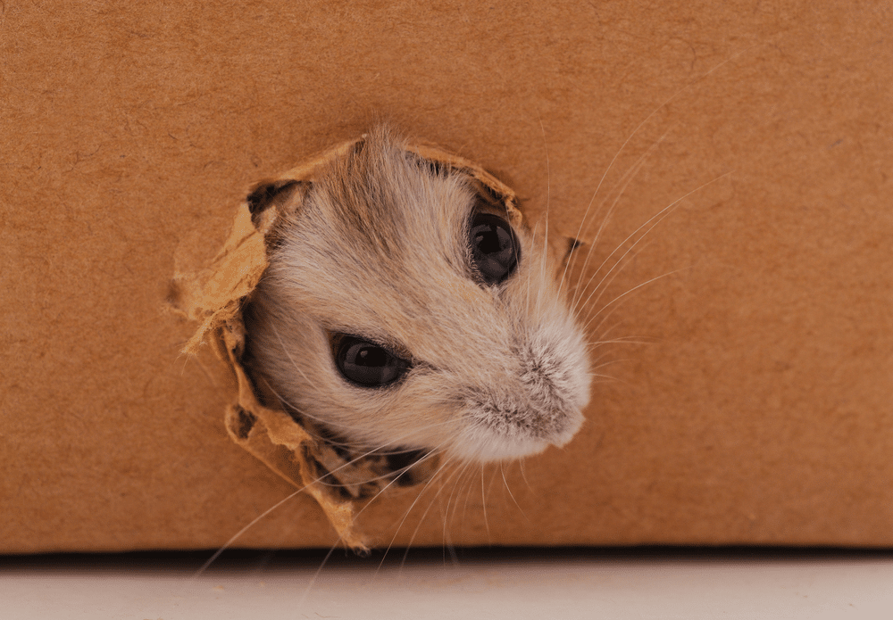 New Year Cleaning Mistakes That Actually Attract Pests