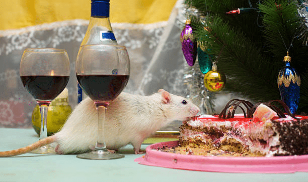 Why Pests Love the New Year and How to Stop Them Early