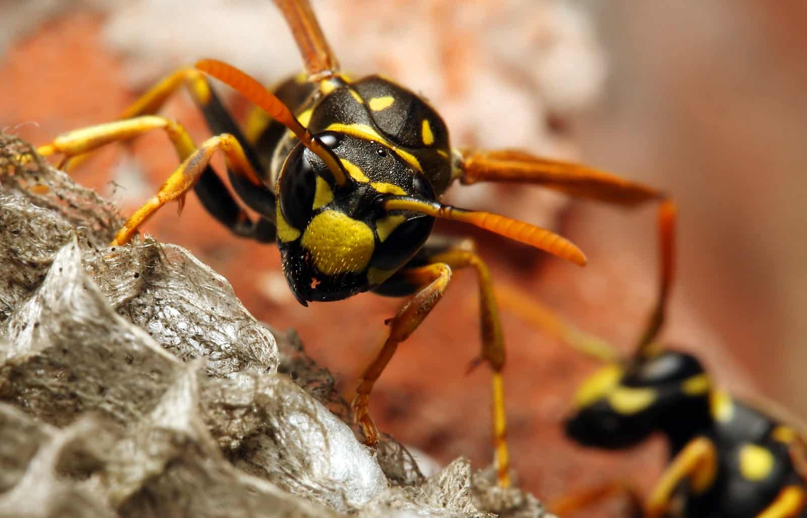 CalPro Pest Control providing wasp pest control services in Sacramento, CA.